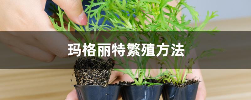 玛格丽特繁殖方法 玛格丽特繁殖方法