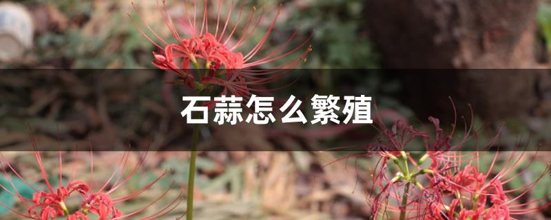 石蒜怎么繁殖 石蒜怎么繁殖
