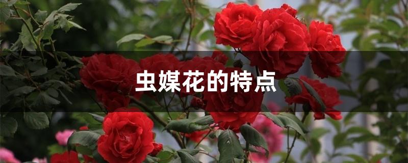 虫媒花的特点 虫媒花的特点