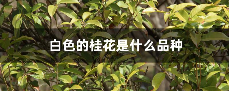 白色的桂花是什么品种 白色的桂花是什么品种