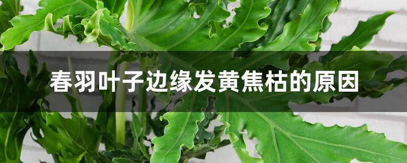 春羽叶子边缘发黄焦枯的原因 春羽叶子边缘发黄焦枯的原因