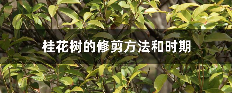 桂花树的修剪方法和时期 桂花树的修剪方法和时期