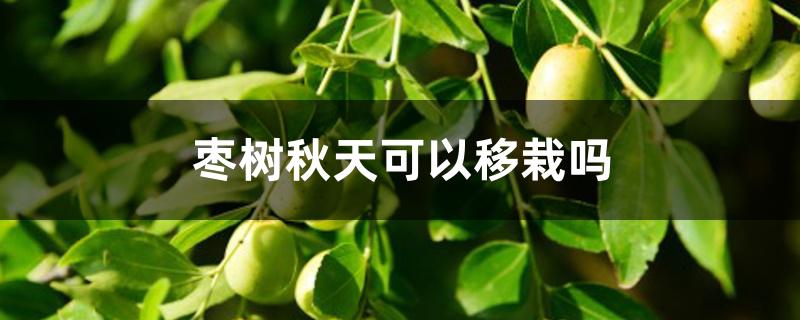 枣树秋天可以移栽吗 枣树秋天可以移栽吗