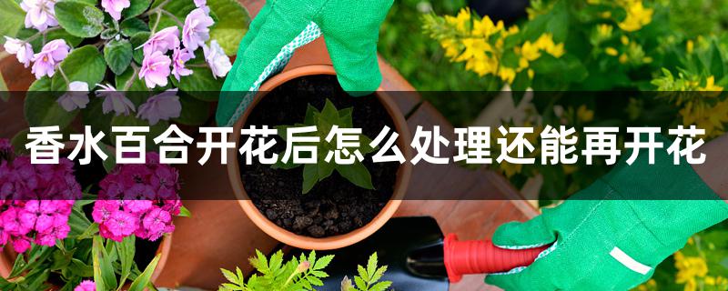 香水百合开花后怎么处理还能再开花 香水百合开花后怎么处理还能再开花