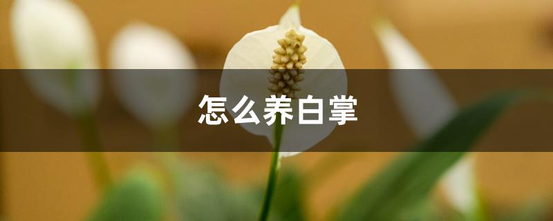 怎么养白掌 怎么养白掌