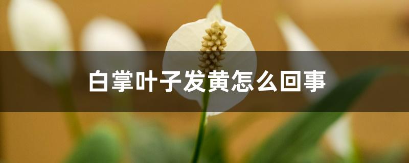 白掌叶子发黄怎么回事 白掌叶子发黄怎么回事