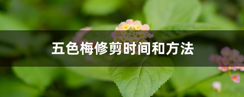 五色梅修剪时间和方法 五色梅修剪时间和方法