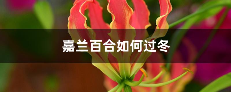 嘉兰百合如何过冬 嘉兰百合如何过冬