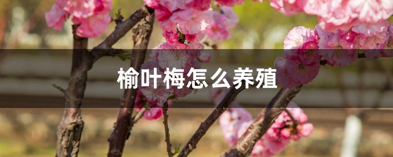 榆叶梅怎么养殖 榆叶梅怎么养殖