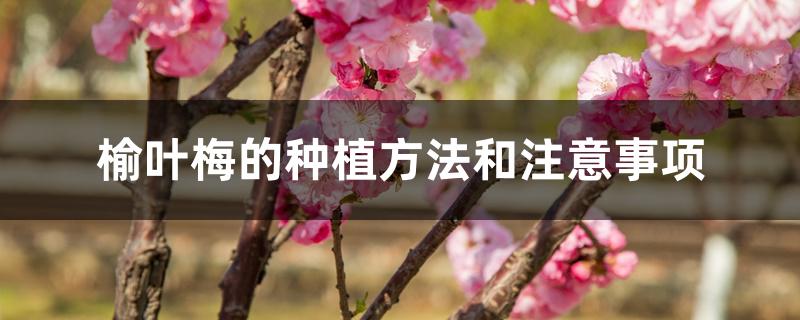 榆叶梅的种植方法和注意事项 榆叶梅的种植方法和注意事项