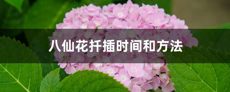 八仙花扦插 八仙花扦插