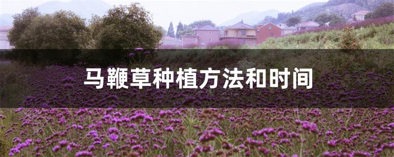 马鞭草种植方法和时间 马鞭草种植方法和时间