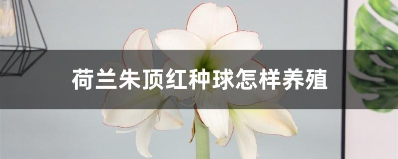 荷兰朱顶红种球怎样养殖 荷兰朱顶红种球怎样养殖