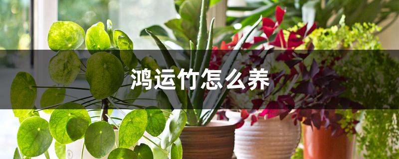 鸿运竹怎么养 鸿运竹怎么养