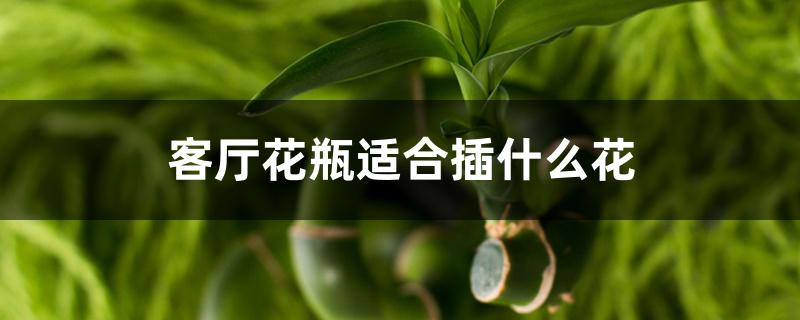 客厅花瓶适合插什么花 客厅花瓶适合插什么花