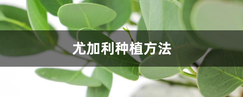 尤加利种植方法 尤加利种植方法