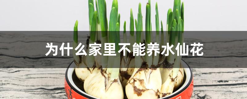 为什么家里不能养水仙花 为什么家里不能养水仙花
