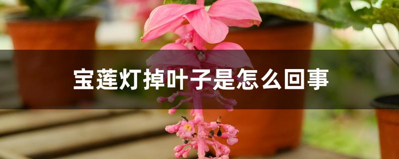 宝莲灯掉叶子是怎么回事 宝莲灯掉叶子是怎么回事