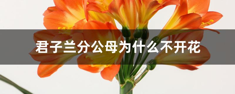 君子兰分公母为什么不开花 君子兰分公母为什么不开花