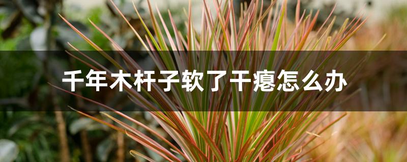 千年木杆子软了干瘪怎么办
