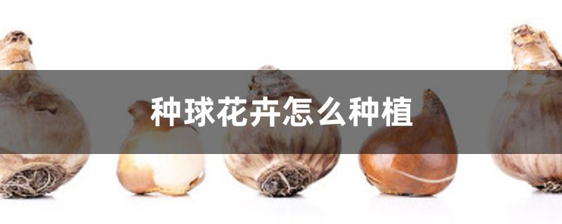 种球花卉怎么种植
