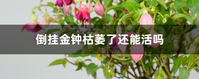倒挂金钟枯萎了还能活吗 倒挂金钟枯萎了还能活吗