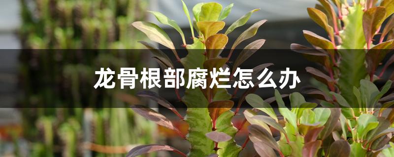 龙骨根部腐烂怎么办 龙骨根部腐烂怎么办