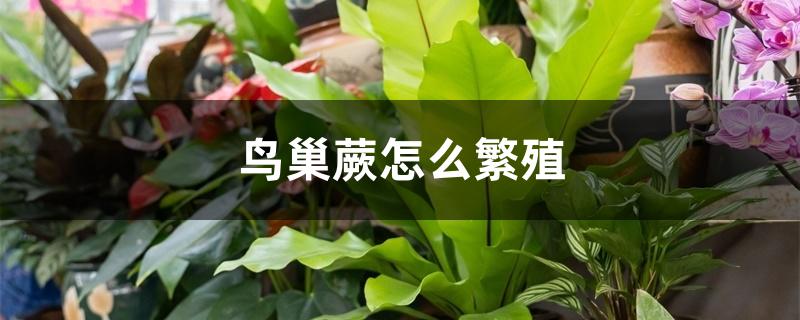 鸟巢蕨怎么繁殖 鸟巢蕨怎么繁殖