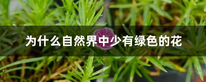 为什么自然界中少有绿色的花 为什么自然界中少有绿色的花