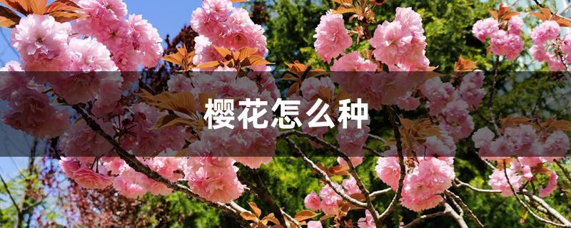 樱花怎么种 樱花怎么种