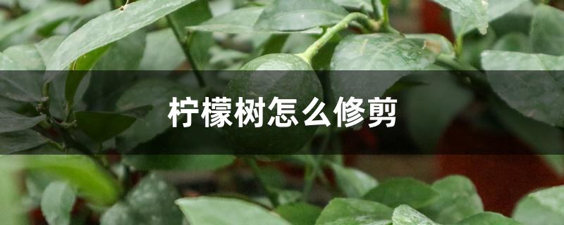 柠檬树怎么修剪 柠檬树怎么修剪
