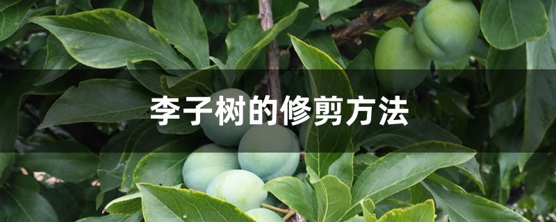 李子树的修剪方法 李子树的修剪方法