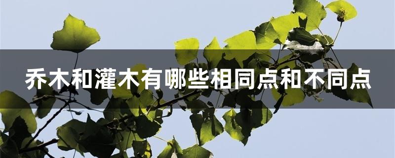 乔木和灌木有哪些相同点和不同点 乔木和灌木有哪些相同点和不同点