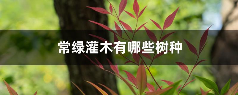 常绿灌木有哪些树种 常绿灌木有哪些树种
