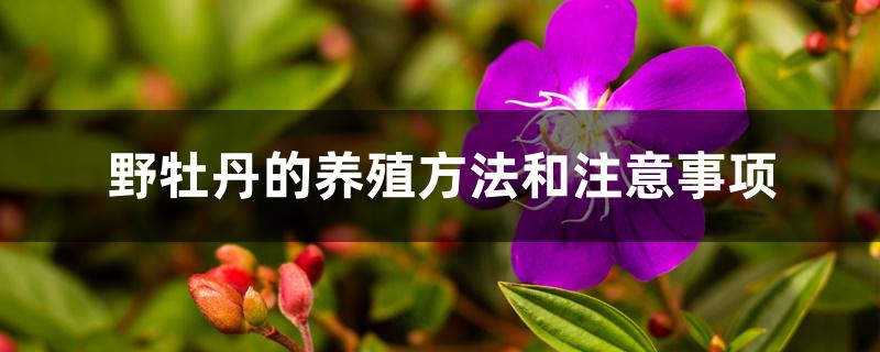 野牡丹的养殖方法和注意事项 野牡丹的养殖方法和注意事项