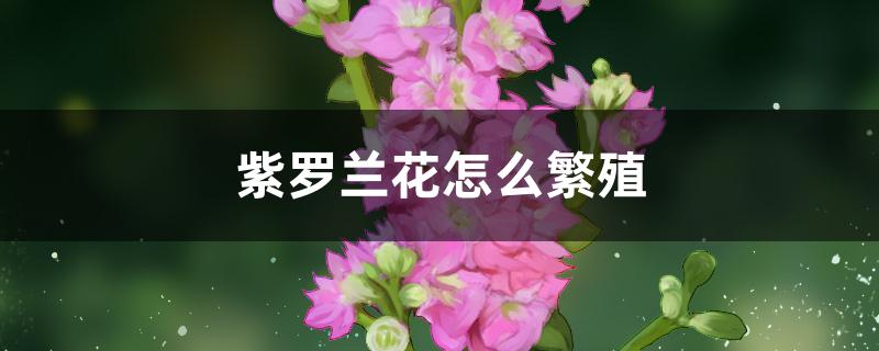 紫罗兰花怎么繁殖 紫罗兰花怎么繁殖