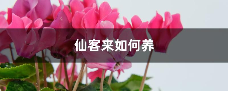 仙客来如何养 仙客来如何养