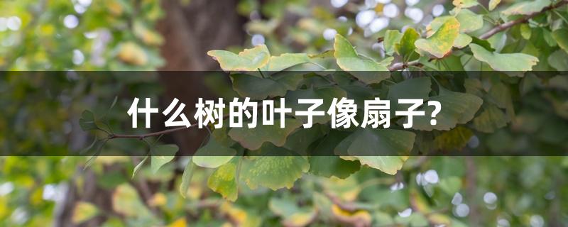 什么树的叶子像扇子? 什么树的叶子像扇子?