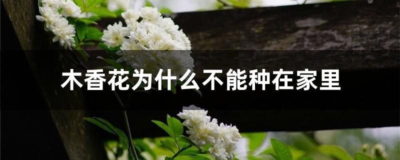 木香花为什么不能种在家里 木香花为什么不能种在家里
