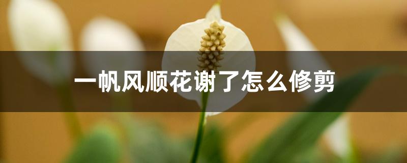 一帆风顺花谢了怎么修剪 一帆风顺花谢了怎么修剪