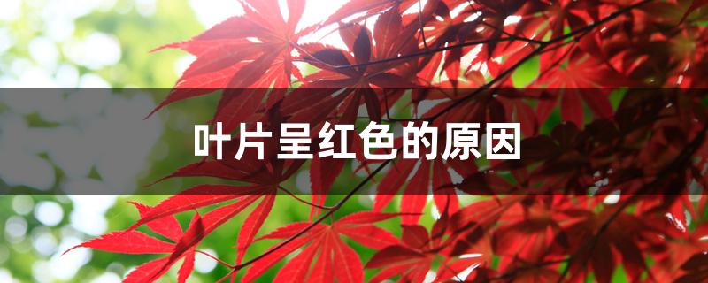 叶片呈红色的原因 叶片呈红色的原因