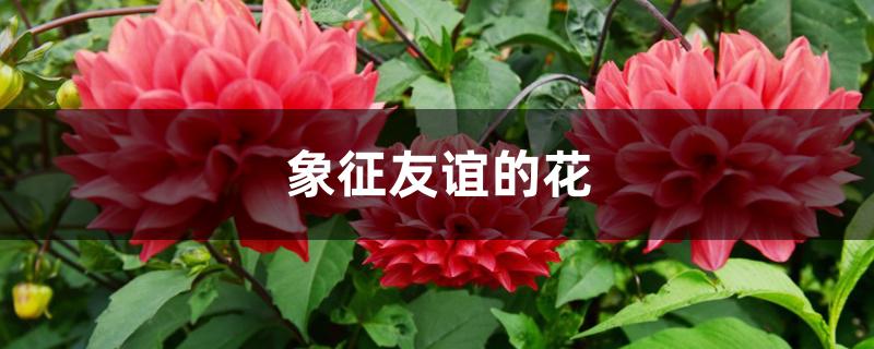 象征友谊的花 象征友谊的花