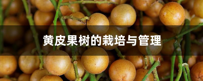 黄皮果树的栽培与管理 黄皮果树的栽培与管理