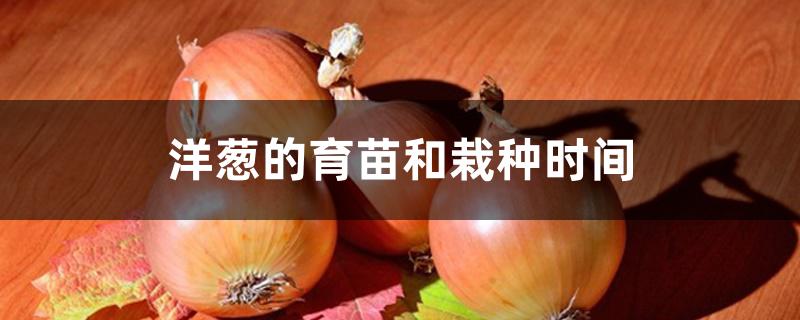 洋葱的育苗和栽种时间 洋葱的育苗和栽种时间