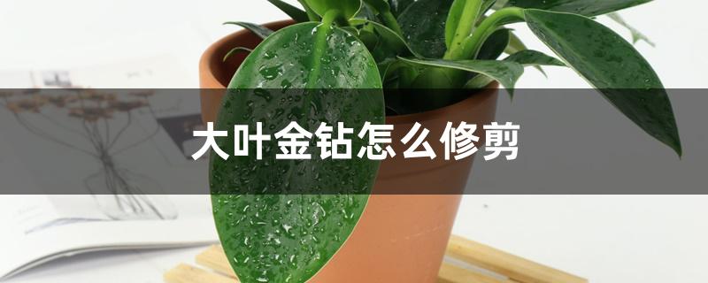 大叶金钻怎么修剪 大叶金钻怎么修剪