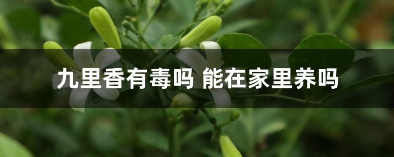 九里香有毒吗 能在家里养吗 九里香有毒吗 能在家里养吗