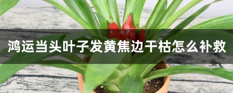 鸿运当头叶子发黄焦边干枯怎么补救 鸿运当头叶子发黄焦边干枯怎么补救