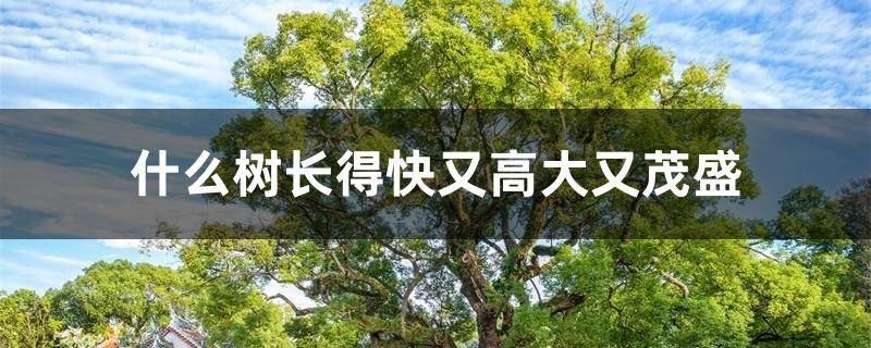 什么树长得快又高大又茂盛 什么树长得快又高大又茂盛