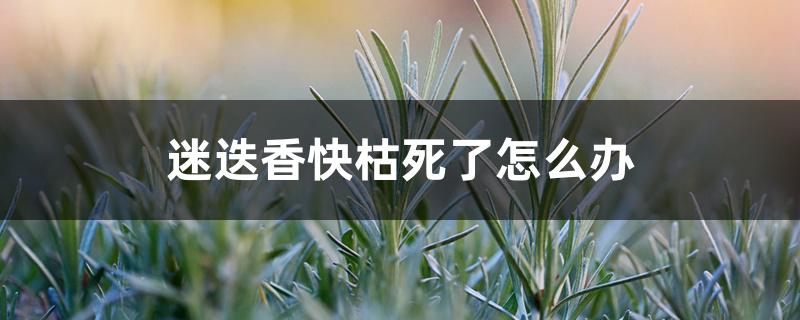 迷迭香快枯死了怎么办