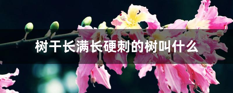 树干长满长硬刺的树叫什么 树干长满长硬刺的树叫什么